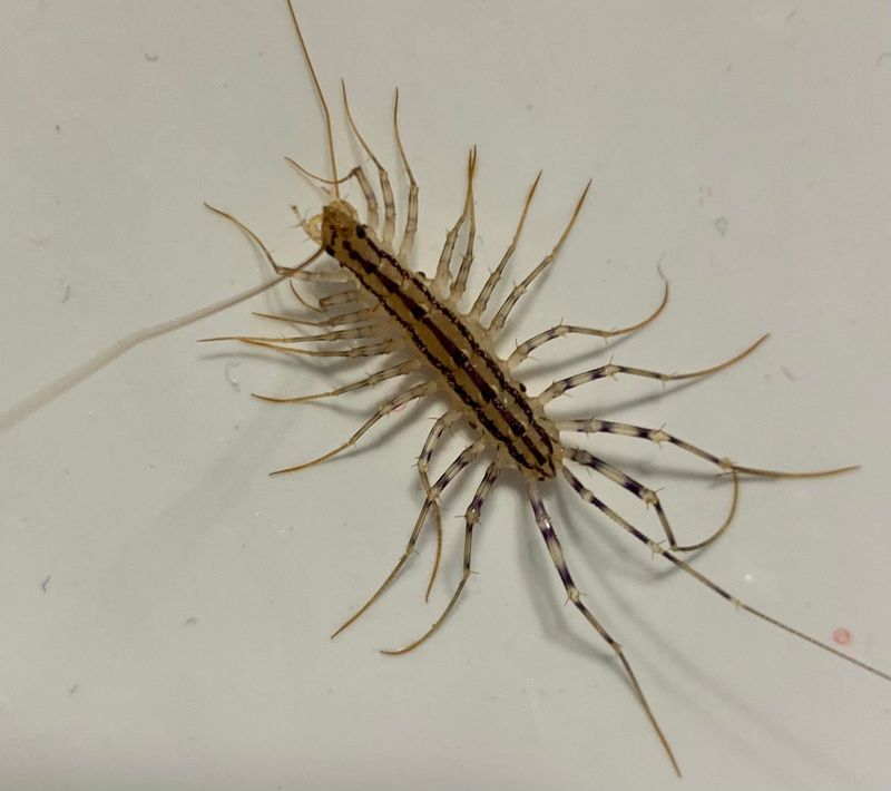 Keeping Centipedes Out Of Your Home Next Summer