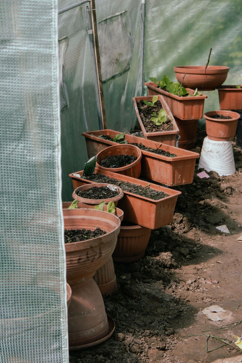 Keeping Cool-Season Crops In Containers Past Their Season Keeping Cool-Season Crops In Containers Past Their Season