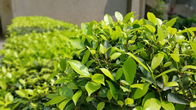 Keeping Dense Shrubs Too Close To Walls Hides Movement
