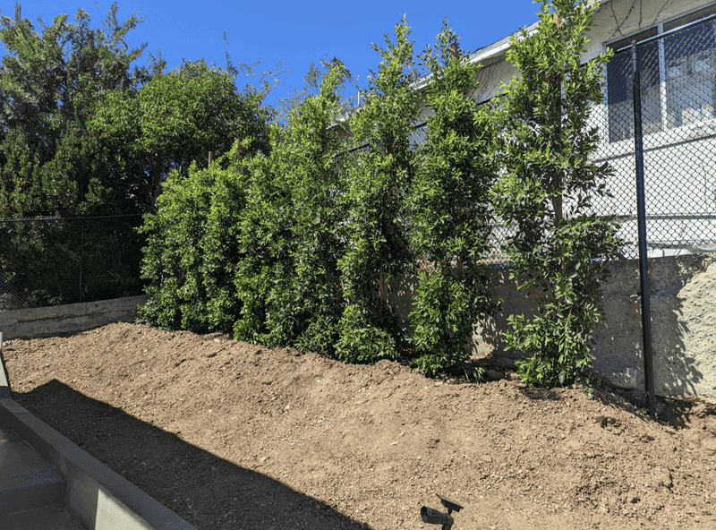 Keeping Ficus As A Hedge Does Not Stop The Roots Keeping Ficus As A Hedge Does Not Stop The Roots