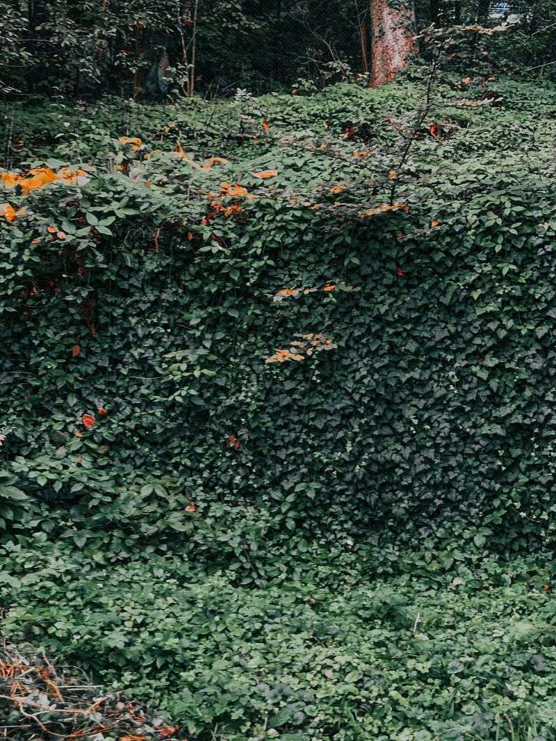 Keeping Kudzu From Coming Back Next Season