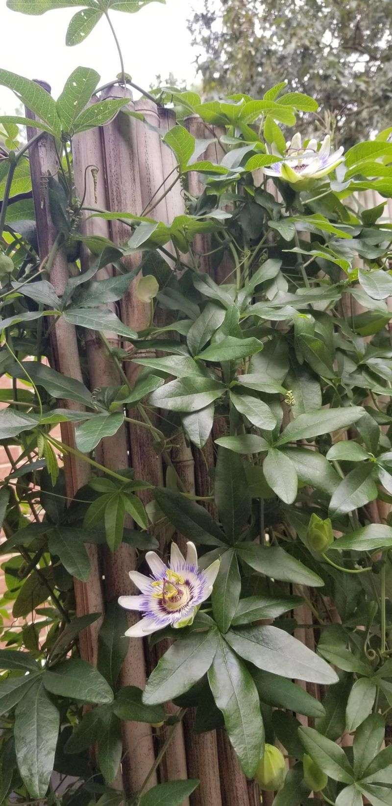 Keeping Passionflower Vine From Taking Over Keeping Passionflower Vine From Taking Over