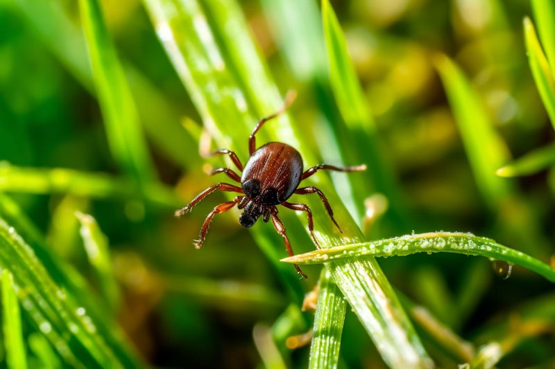 Keeping Play Areas Too Close To Tall Grass