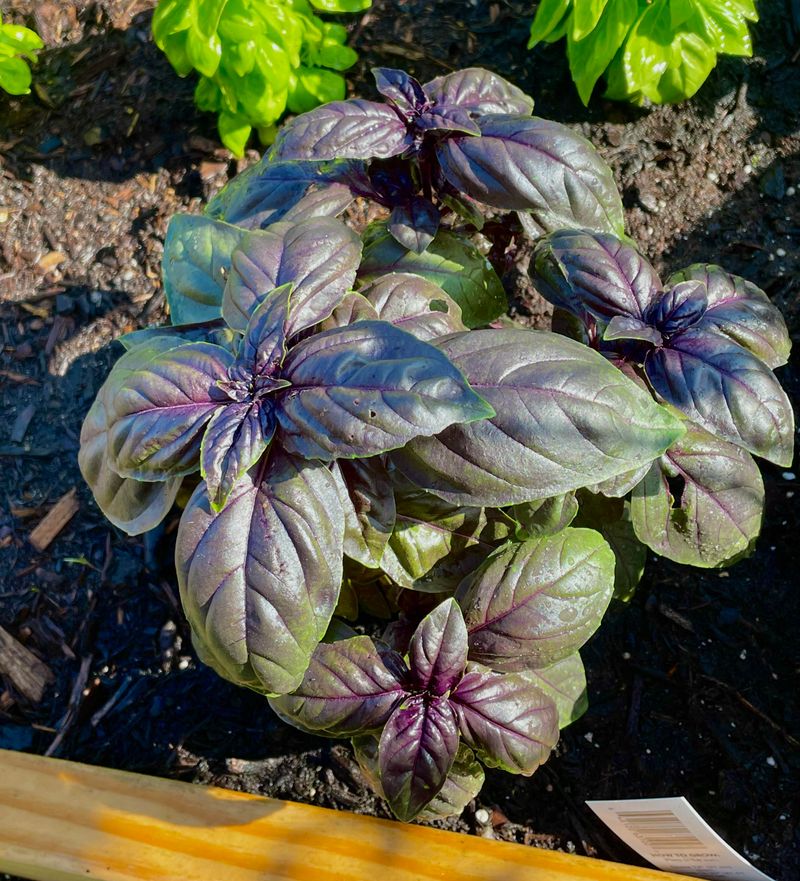 Keeping Up With Basil Through The Season