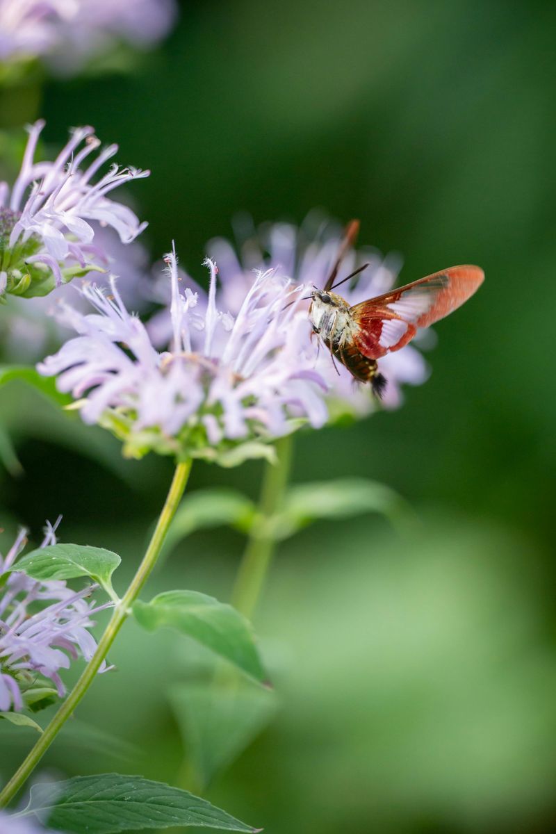 Keeping Wild Bergamot Blooming All Summer