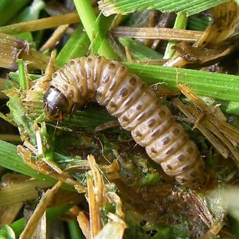 Keeping Your New York Lawn Pest-Free Through The Season Keeping Your New York Lawn Pest-Free Through The Season