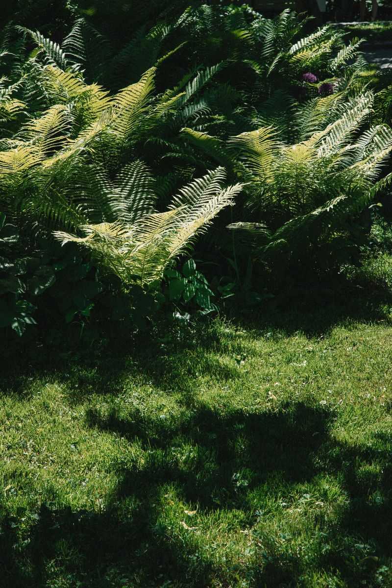 Keeping Your Yard Shady And Damp Keeping Your Yard Shady And Damp