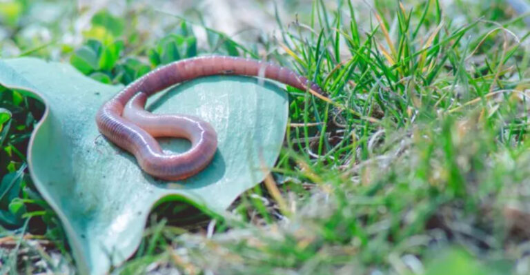 Kentucky Gardens Already Have The Invasive Jumping Worm So Here Is How To Spot It
