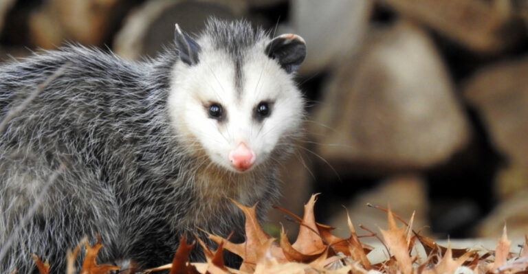 Kentucky Opossums Are One Of The Most Useful Tick Control Animals And Here Is Why