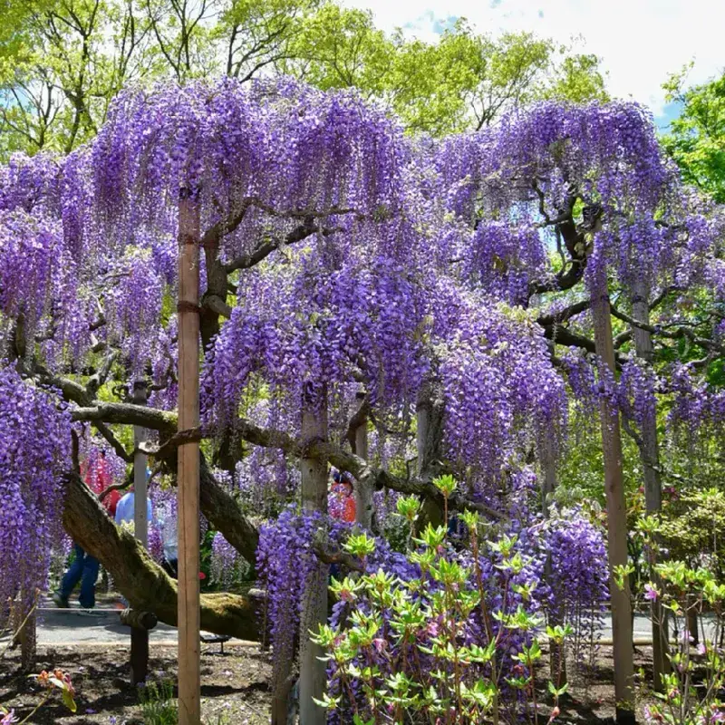 Kentucky Wisteria Brings Cascading Blooms