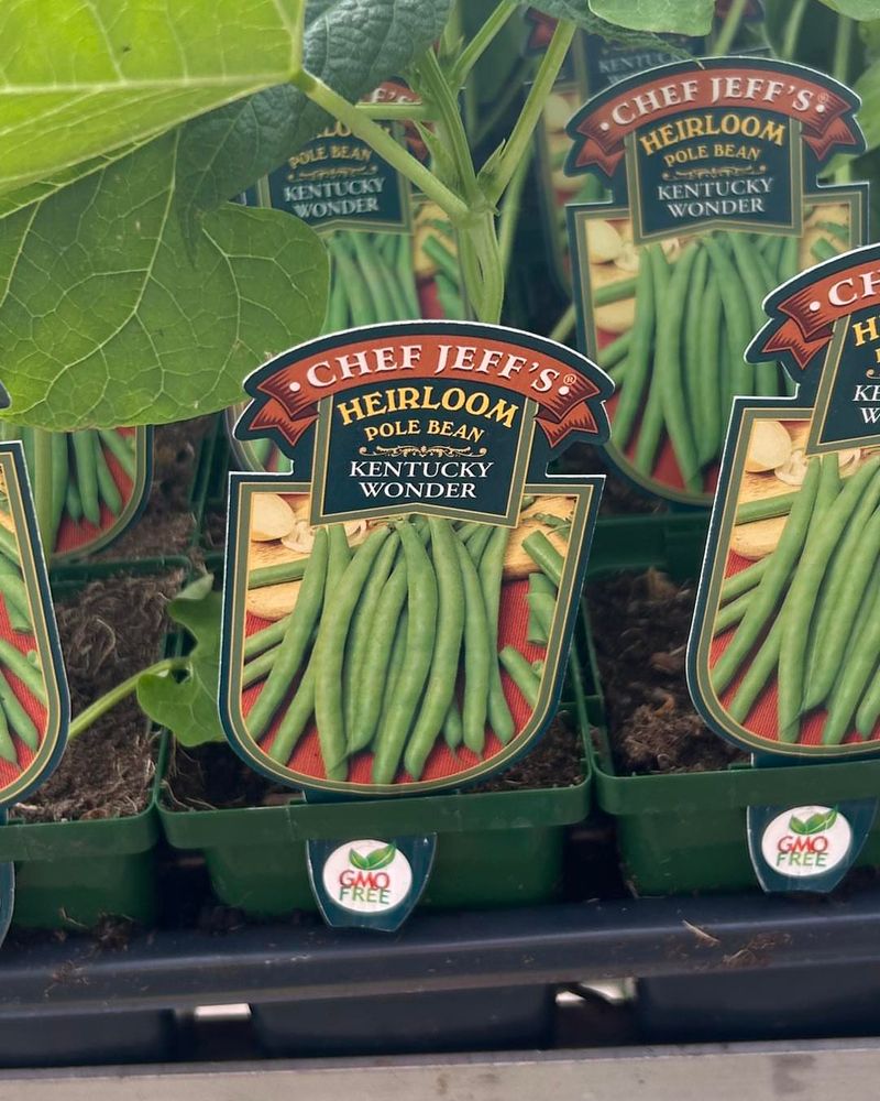 Kentucky Wonder Bean