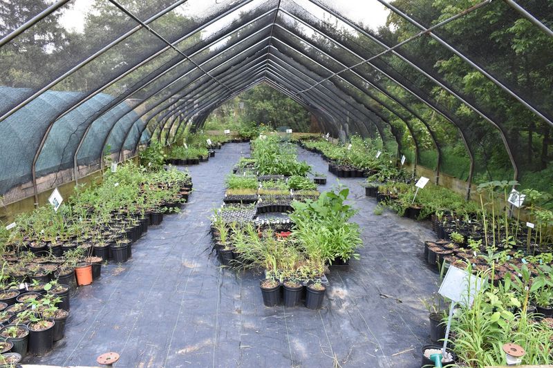 Keystone Flora Stocks Plants That Actually Earn The Native Label Keystone Flora Stocks Plants That Actually Earn The Native Label