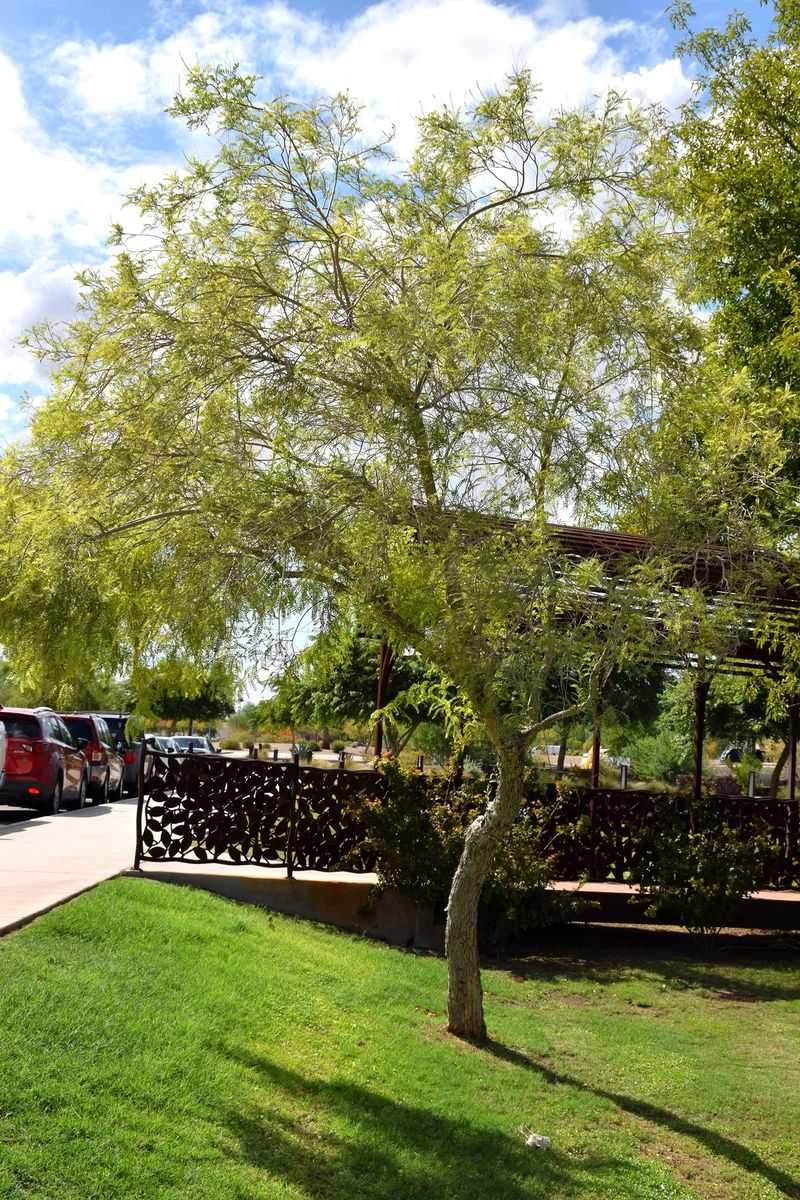 Kidneywood Adds Light Shade Near Patios