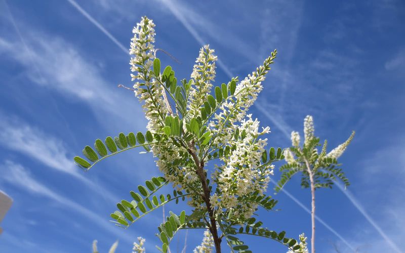 Kidneywood Brings Light Shade And Soft Summer Flowers Kidneywood Brings Light Shade And Soft Summer Flowers