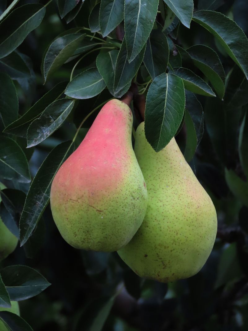 Kieffer Pear