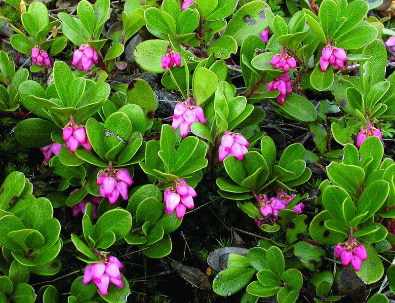 Kinnikinnick Keeps Front Edges Low, Green, And Native
