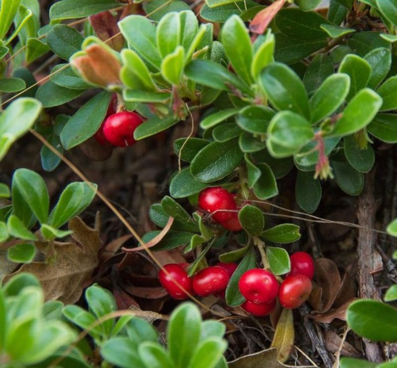 Kinnikinnick Makes A Low Evergreen Groundcover Kinnikinnick Makes A Low Evergreen Groundcover