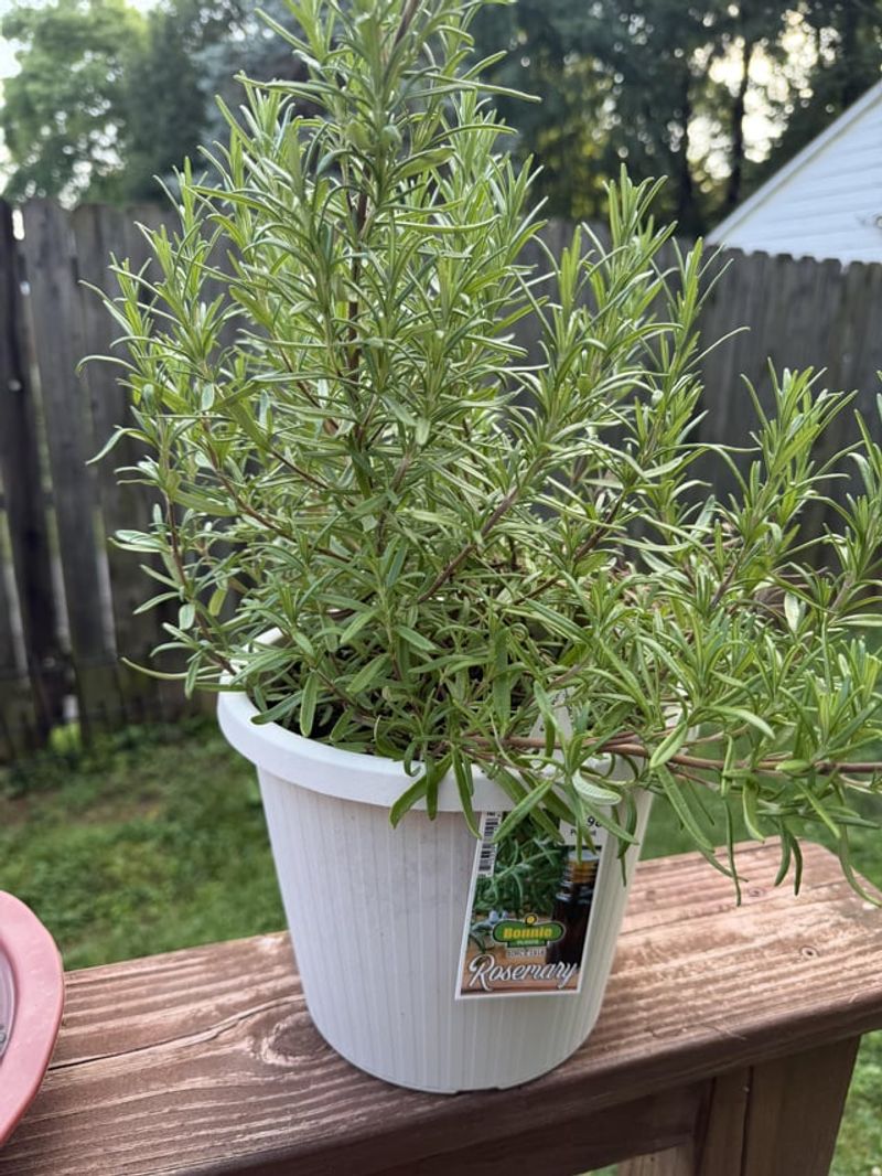 Kitchen Snips Keep Plants Bushy
