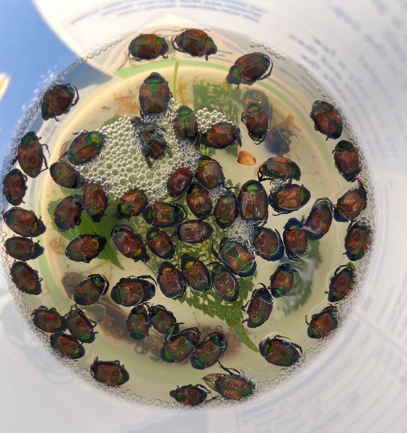 Knock Japanese Beetles Into Soapy Water Early