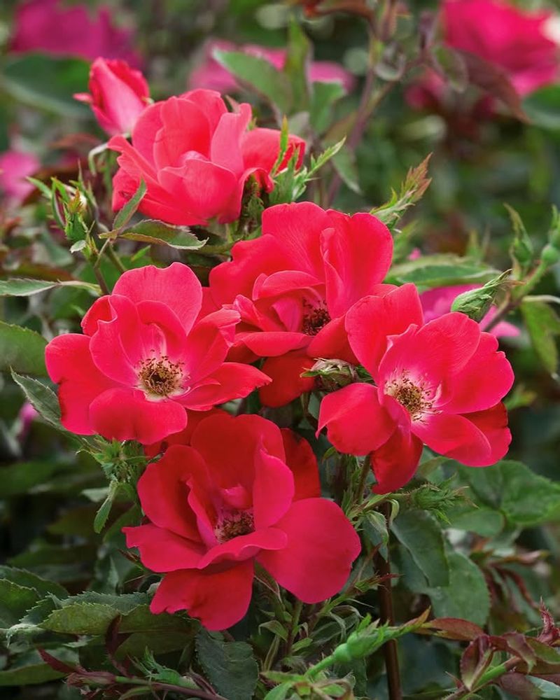 Knock Out Rose Blooms Reliably Through Summer