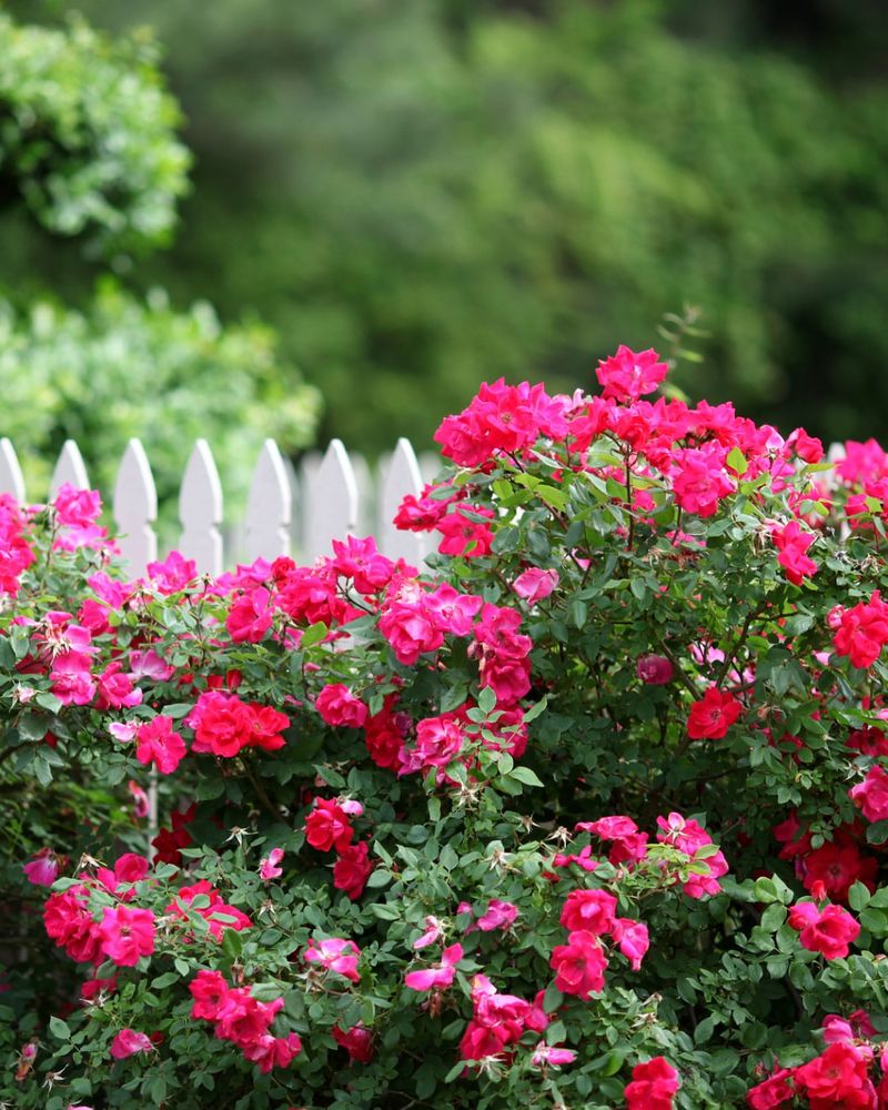 'Knock Out' Roses 'Knock Out' Roses