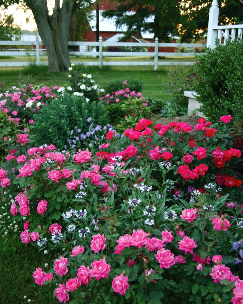 Knock Out Roses