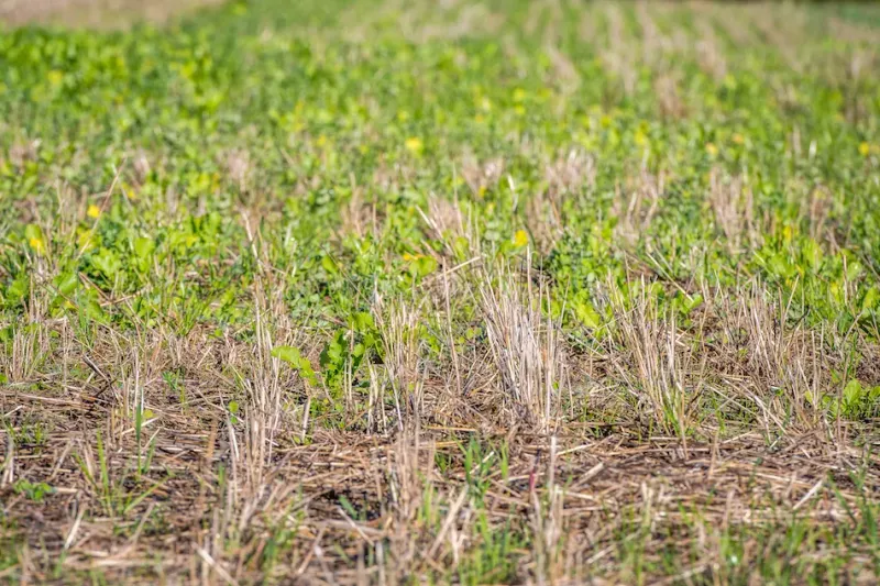 Know The Difference Between Cereal Rye And Ryegrass Know The Difference Between Cereal Rye And Ryegrass