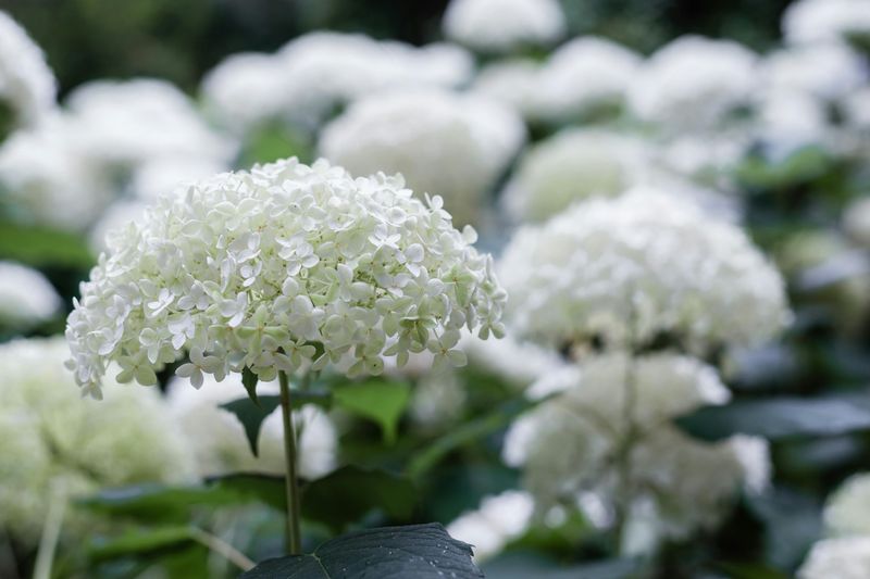 Know What A Healthy Smooth Hydrangea Looks Like By August