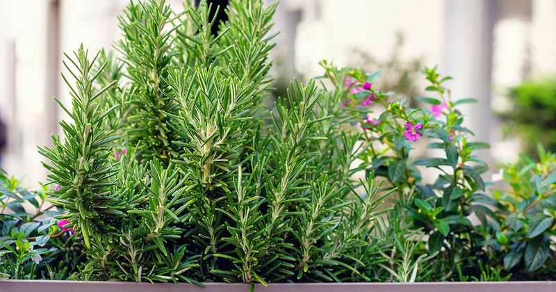 Know What Rosemary Actually Brings To Your Garden Know What Rosemary Actually Brings To Your Garden