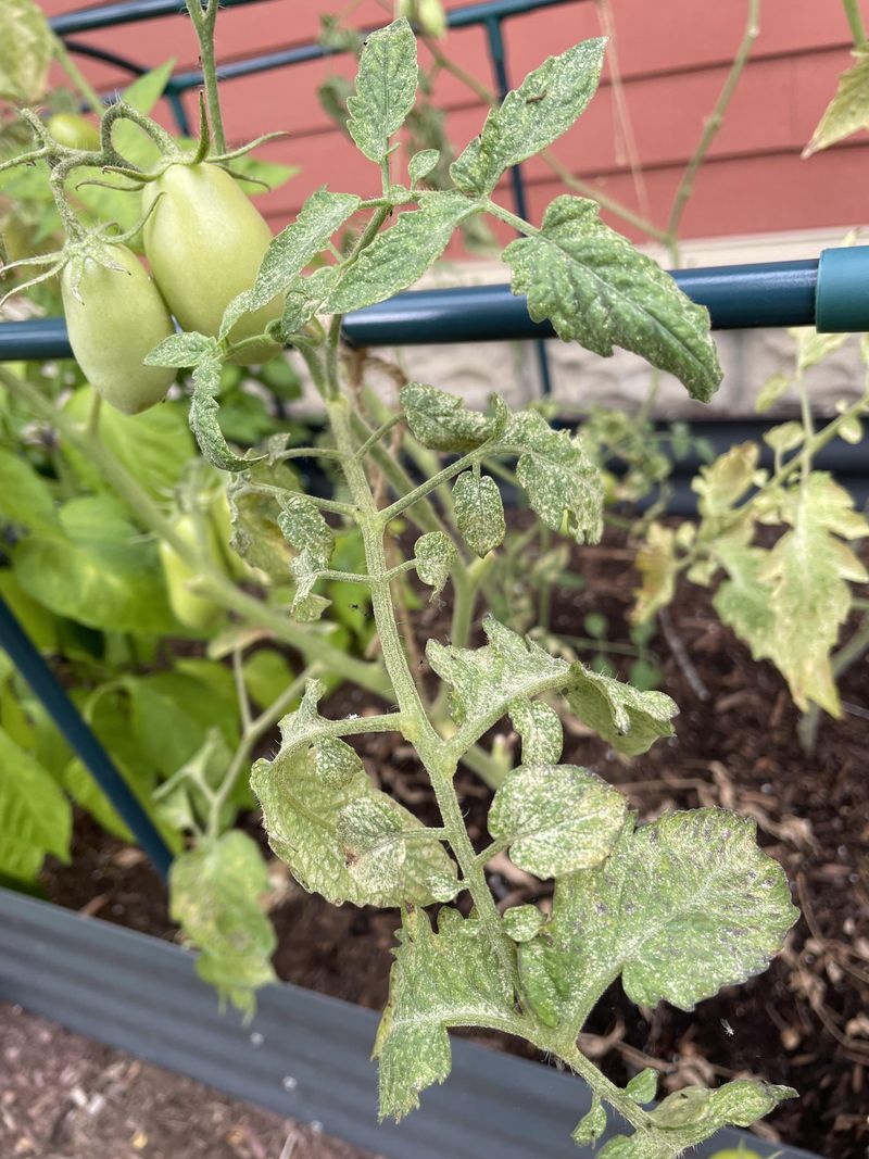 Know When A Plant Can't Be Saved Know When A Plant Can't Be Saved