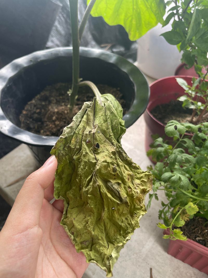 Know When To Give Your Plant A Break