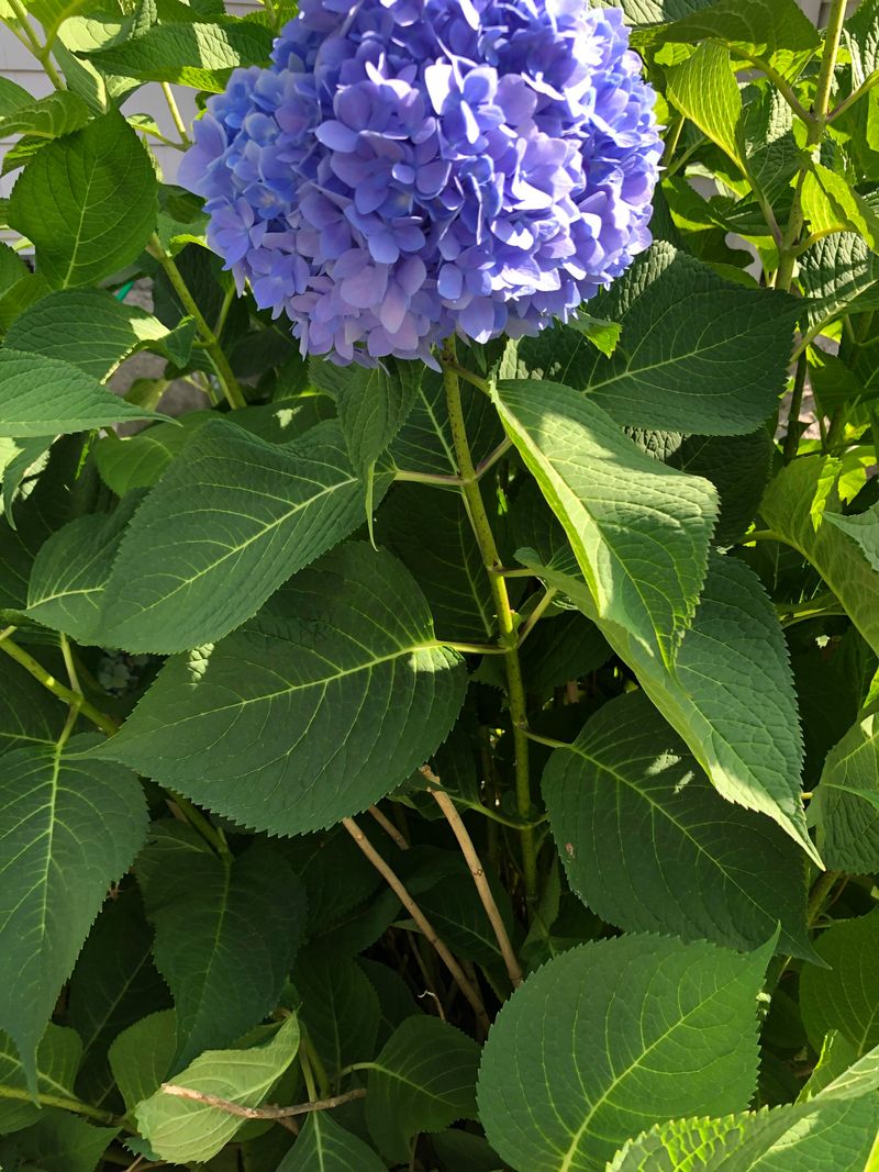 Know Whether Your Hydrangea Blooms On Old Or New Wood