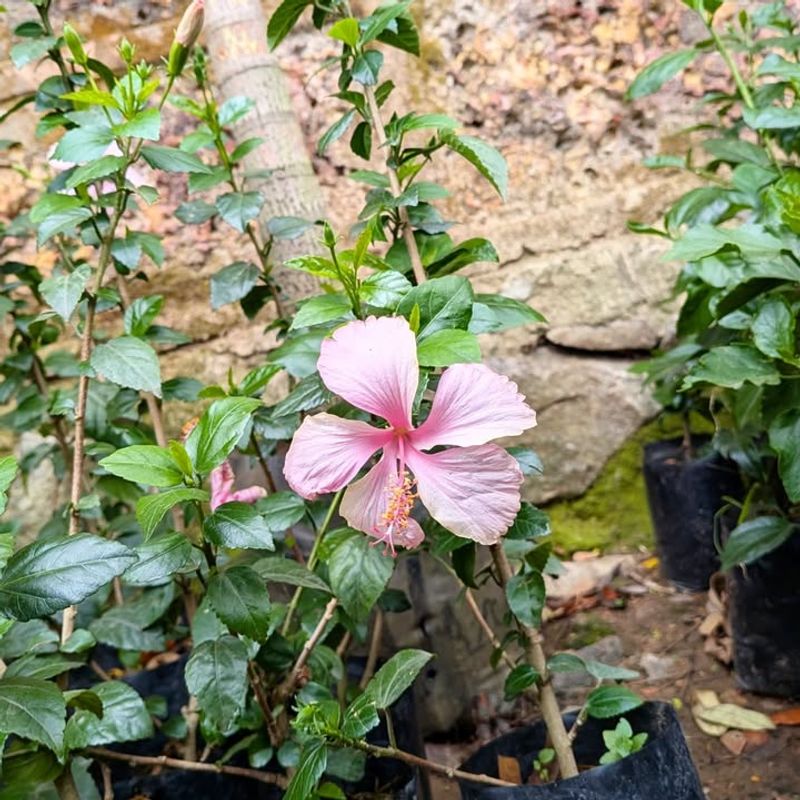 Know Which Hibiscus Types Benefit From Pruning Know Which Hibiscus Types Benefit From Pruning