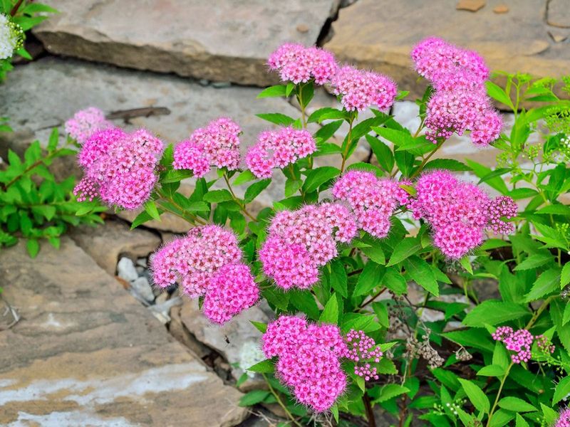 Know Which Spirea You're Cutting