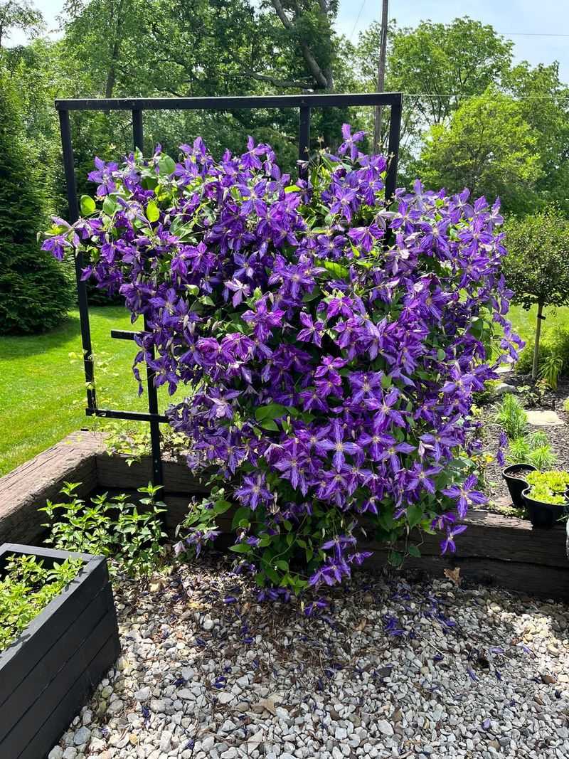 Know Your Clematis Group Before You Cut