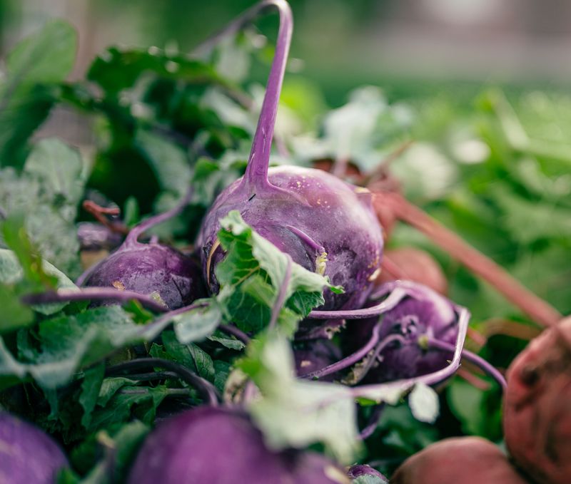 Kohlrabi Kohlrabi