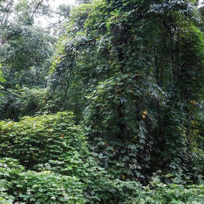 Kudzu Continues To Smother Trees And Shrubs