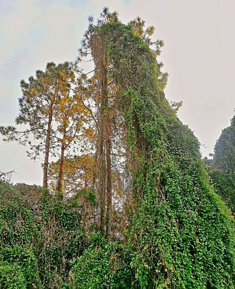 Kudzu Covers Trees And Open Edges Fast