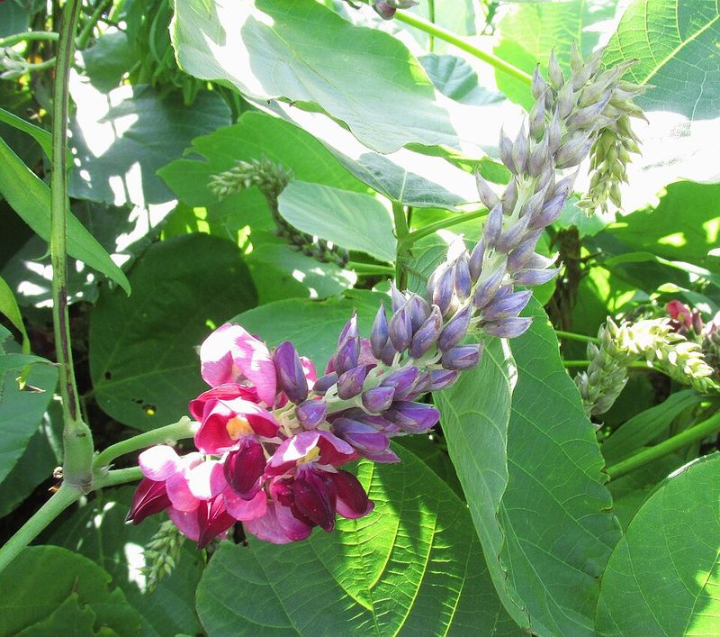 Kudzu (Pueraria Montana) Kudzu (Pueraria Montana)