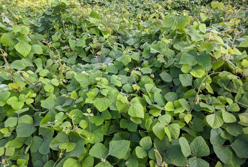 Kudzu Smothers Trees And Shrubs Kudzu Smothers Trees And Shrubs