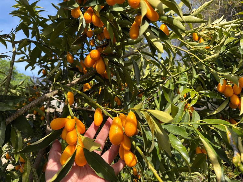Kumquat Looks Polished Enough For Front Yards Kumquat Looks Polished Enough For Front Yards