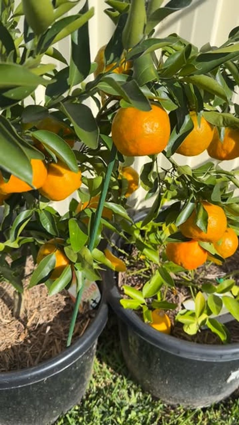 Kumquat Trees Stay Small While Producing Fruit