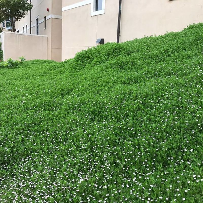 Kurapia Forms A Green Groundcover Lawn Alternative