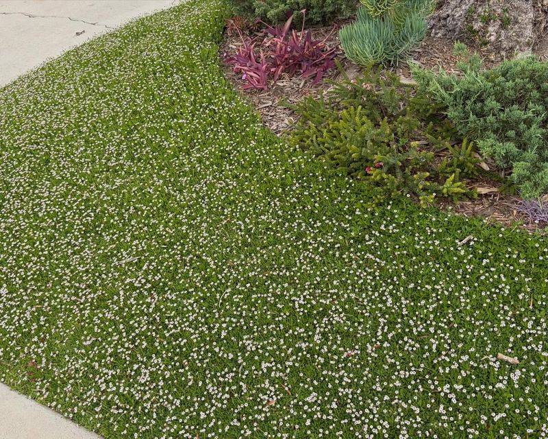 Kurapia Handles Full Sun With Far Less Water Than Grass