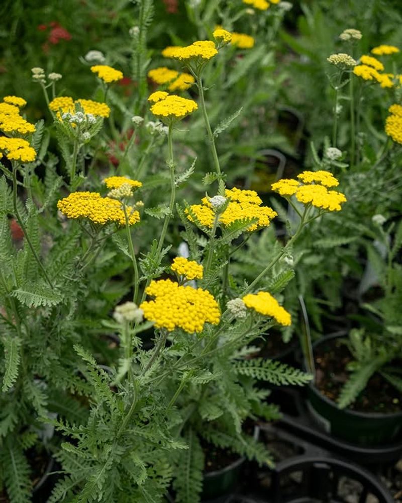 Lacewings Are Attracted To Yarrow For A Surprisingly Clever Reason