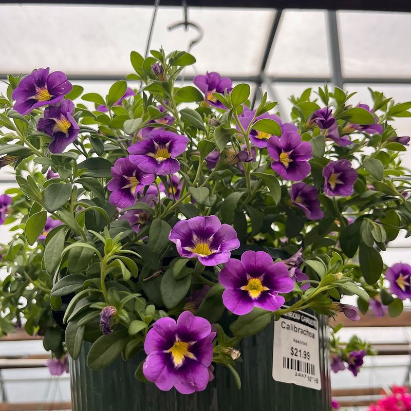 Lack Of Fertilization Leaves Calibrachoa Without Fuel To Flower Lack Of Fertilization Leaves Calibrachoa Without Fuel To Flower