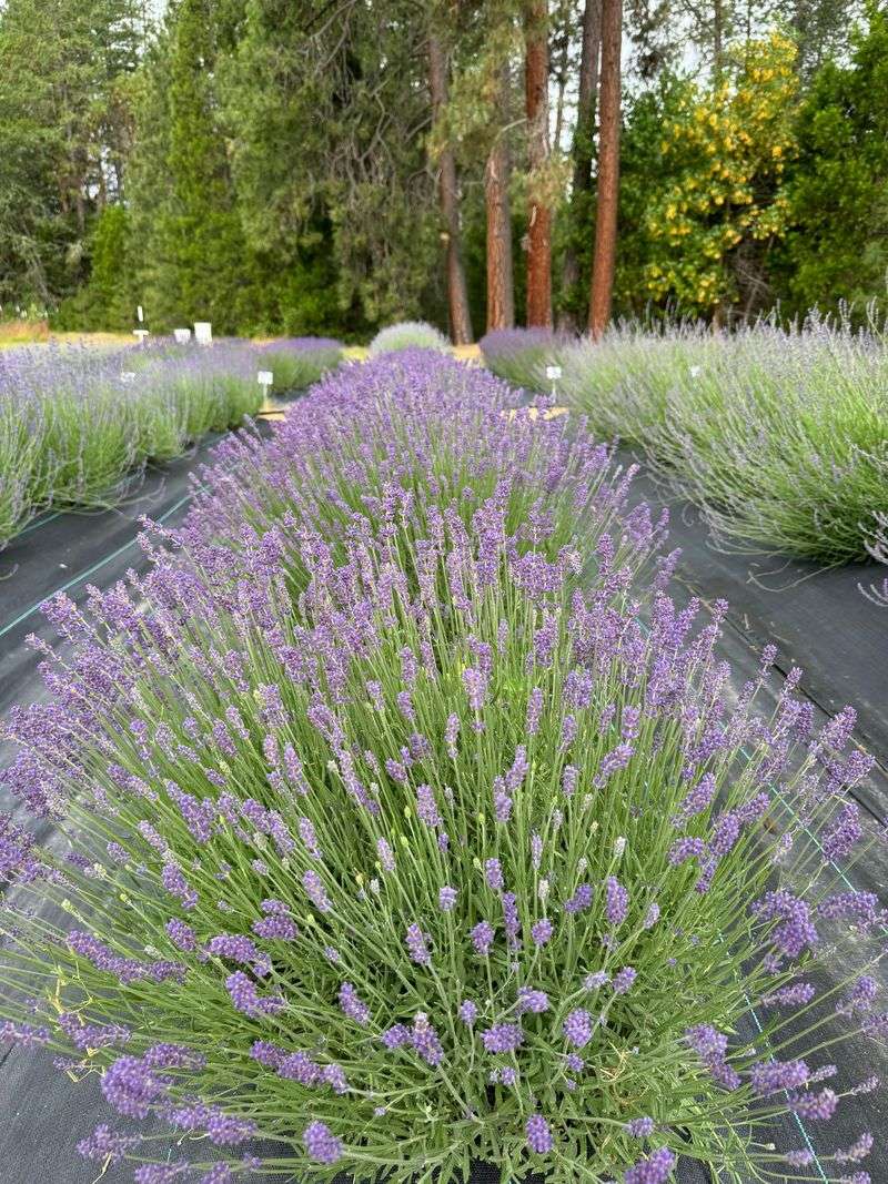 Lack Of Tick-Resistant Landscaping