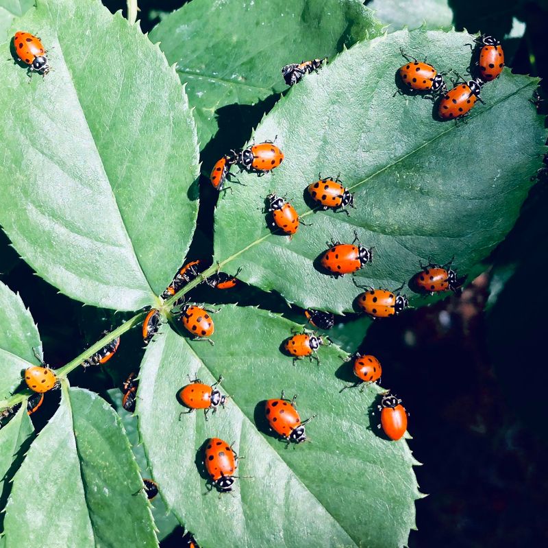 Lady Beetles And Lacewings May Follow Lady Beetles And Lacewings May Follow