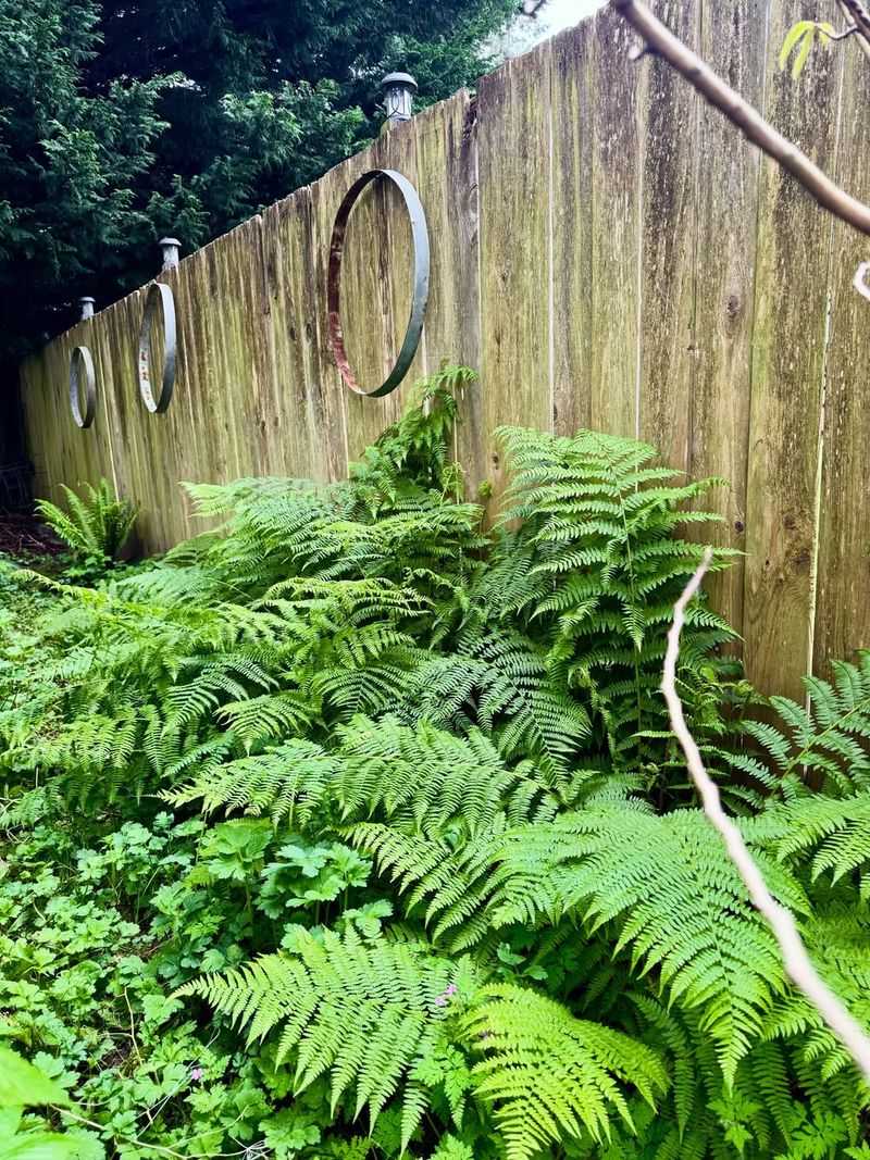 Lady Fern Covers Moist Shade With Fast, Feathery Growth Lady Fern Covers Moist Shade With Fast, Feathery Growth