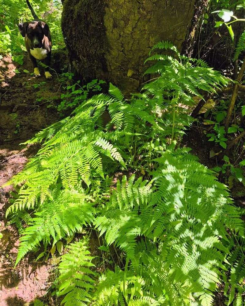 Lady Fern Lady Fern